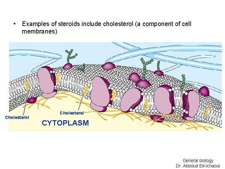  • Examples of steroids include cholesterol (a component of cell membranes) Cholesterol CYTOPLASM