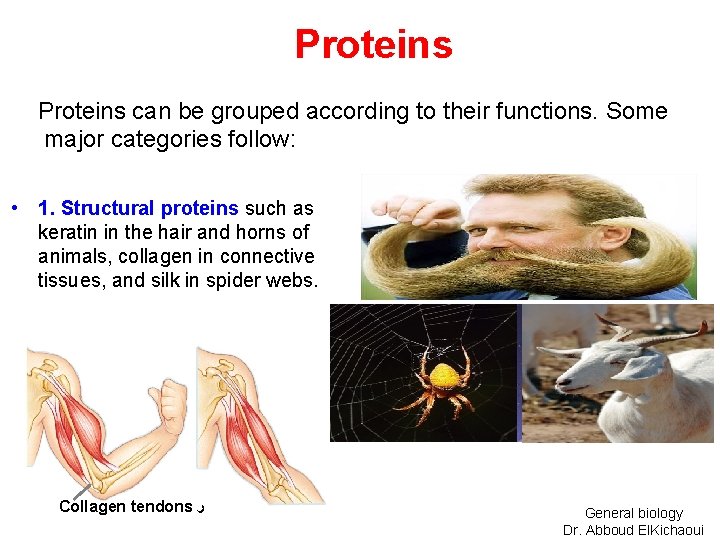 Proteins can be grouped according to their functions. Some major categories follow: • 1.