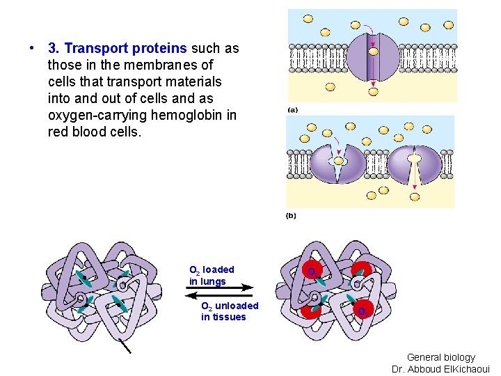  • 3. Transport proteins such as those in the membranes of cells that