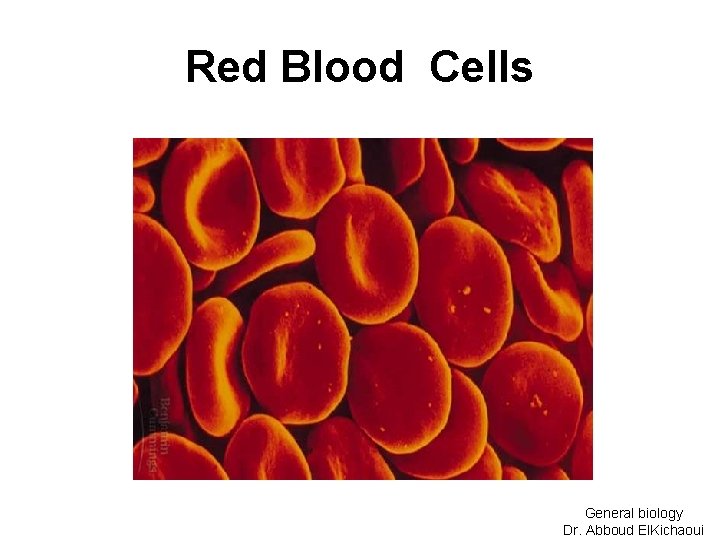 Red Blood Cells General biology Dr. Abboud El. Kichaoui 