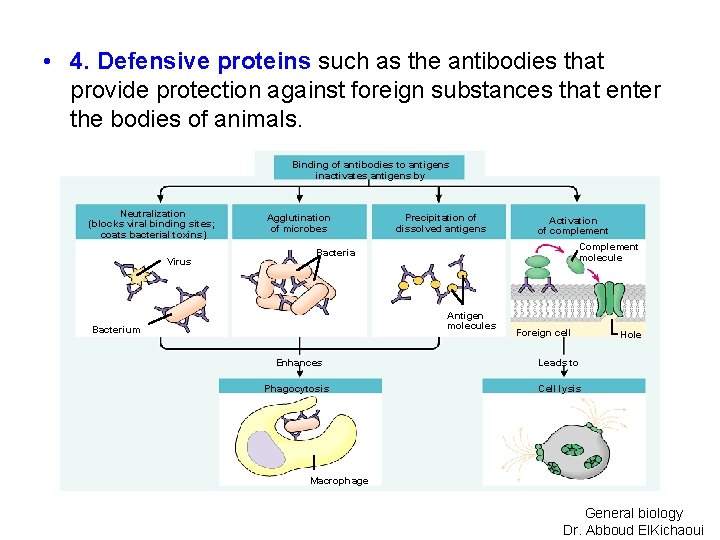  • 4. Defensive proteins such as the antibodies that provide protection against foreign