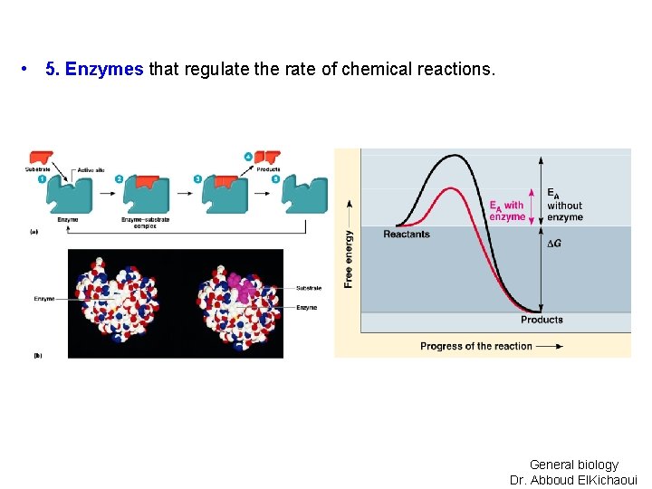  • 5. Enzymes that regulate the rate of chemical reactions. General biology Dr.
