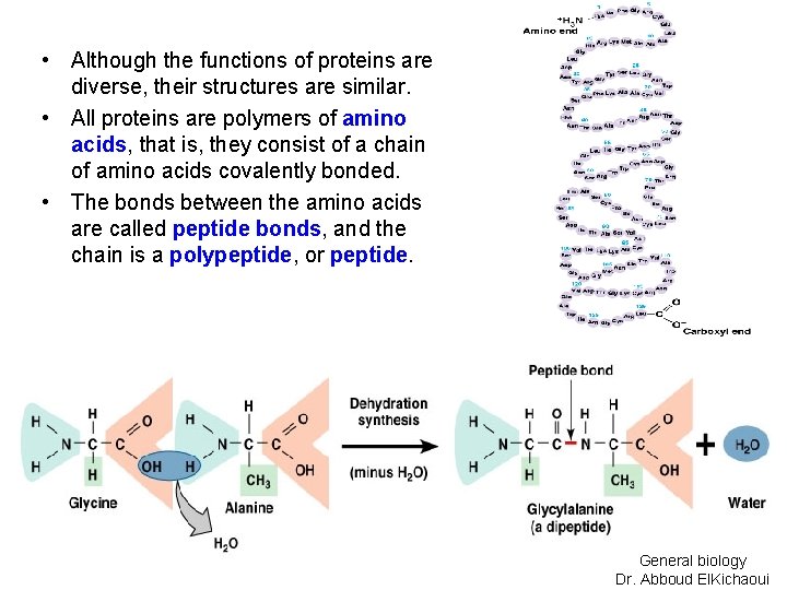  • Although the functions of proteins are diverse, their structures are similar. •