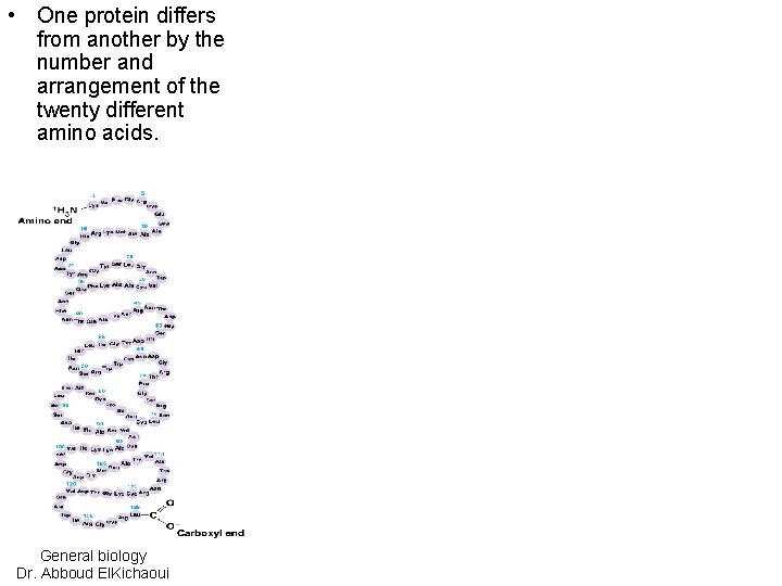  • One protein differs from another by the number and arrangement of the