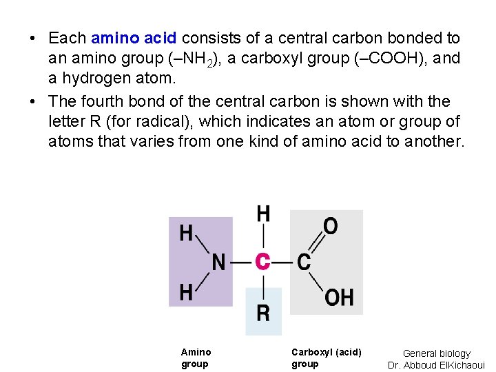  • Each amino acid consists of a central carbon bonded to an amino