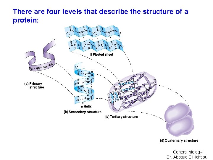 There are four levels that describe the structure of a protein: General biology Dr.