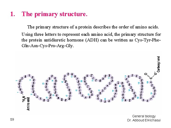 1. The primary structure of a protein describes the order of amino acids. Using