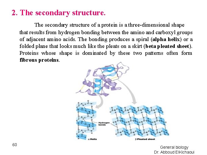 2. The secondary structure of a protein is a three-dimensional shape that results from