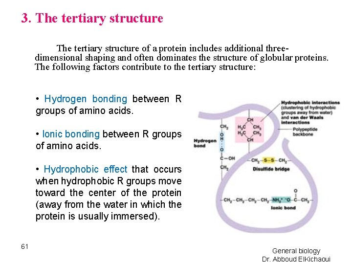 3. The tertiary structure of a protein includes additional threedimensional shaping and often dominates