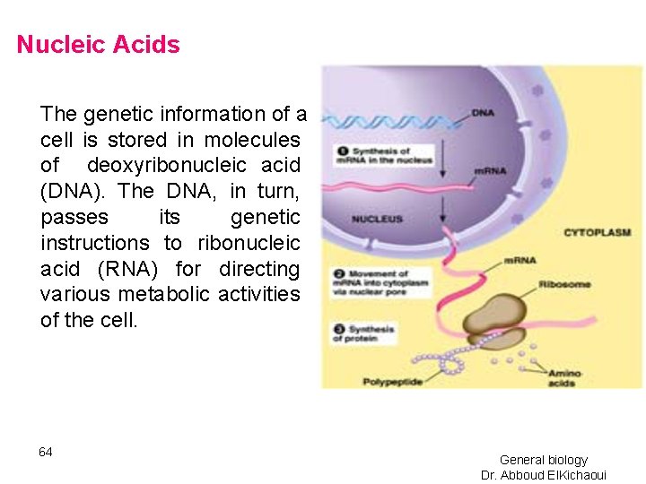 Nucleic Acids The genetic information of a cell is stored in molecules of deoxyribonucleic