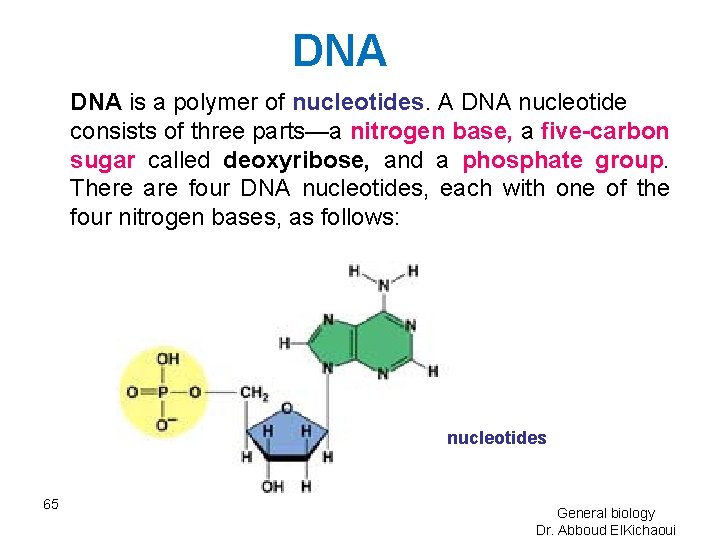 DNA is a polymer of nucleotides. A DNA nucleotide consists of three parts—a nitrogen