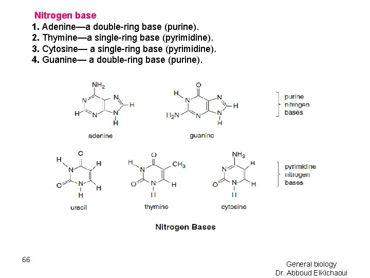 Nitrogen base 1. Adenine—a double-ring base (purine). 2. Thymine—a single-ring base (pyrimidine). 3. Cytosine—
