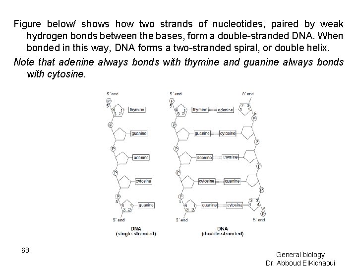 Figure below/ shows how two strands of nucleotides, paired by weak hydrogen bonds between