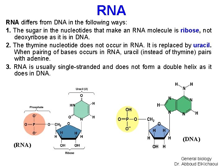 RNA differs from DNA in the following ways: 1. The sugar in the nucleotides