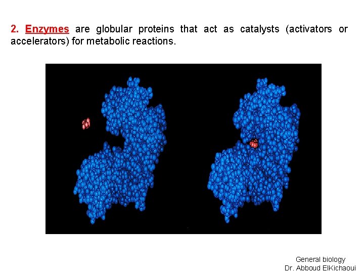 2. Enzymes are globular proteins that act as catalysts (activators or accelerators) for metabolic