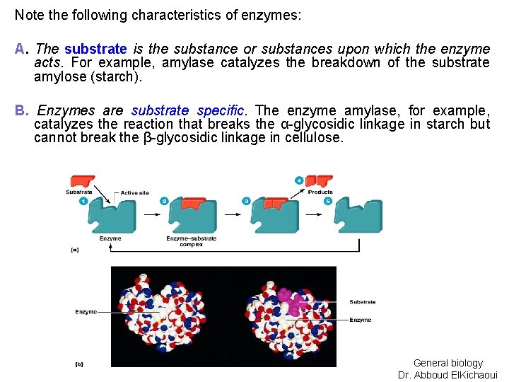Note the following characteristics of enzymes: A. The substrate is the substance or substances