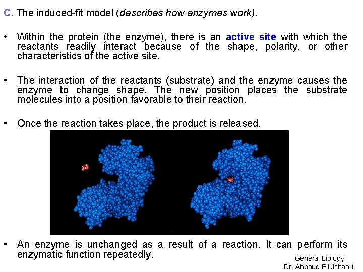 C. The induced-fit model (describes how enzymes work). • Within the protein (the enzyme),