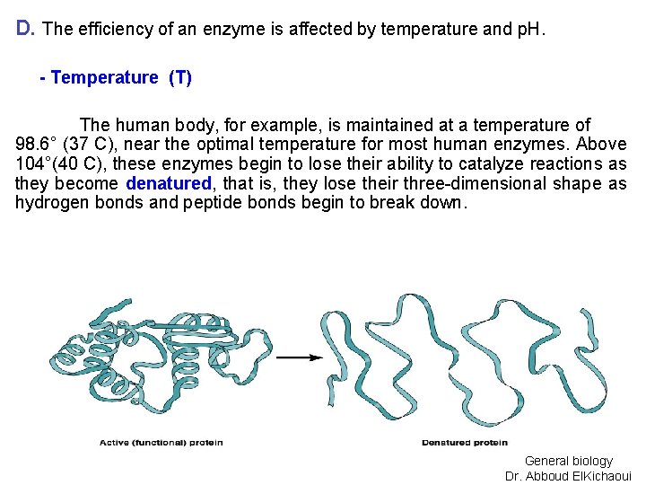 D. The efficiency of an enzyme is affected by temperature and p. H. -