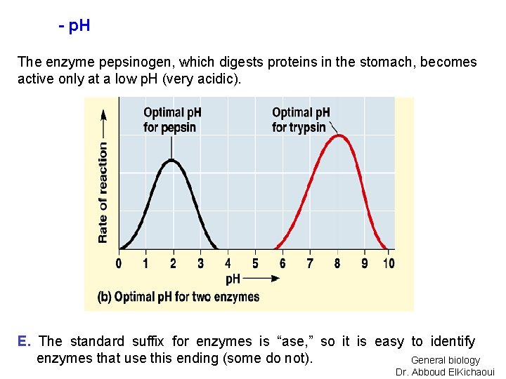 - p. H The enzyme pepsinogen, which digests proteins in the stomach, becomes active