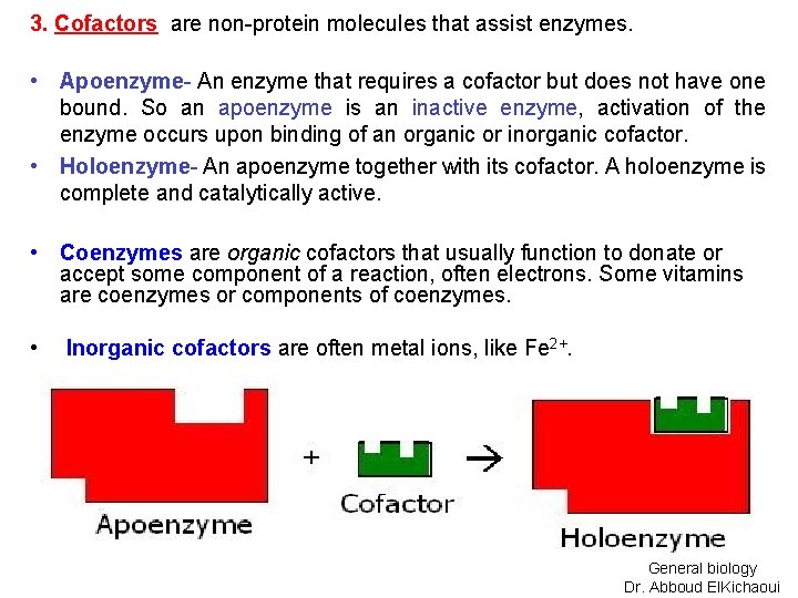 3. Cofactors are non-protein molecules that assist enzymes. • Apoenzyme- An enzyme that requires