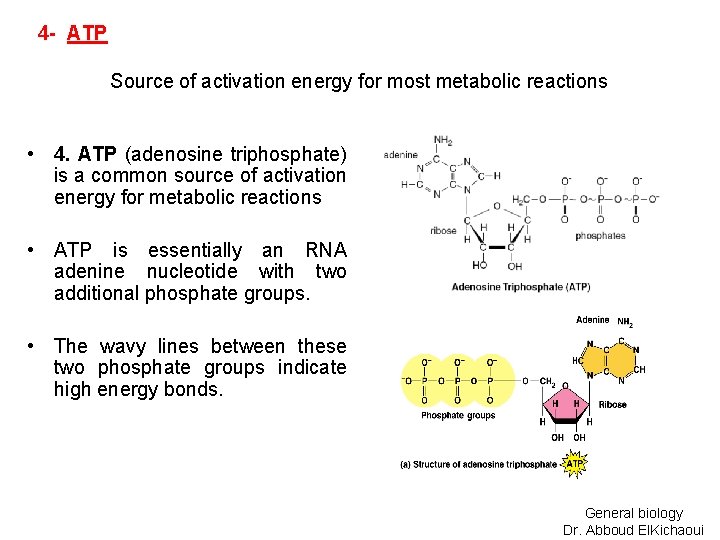 4 - ATP Source of activation energy for most metabolic reactions • 4. ATP