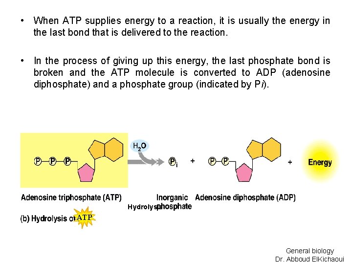  • When ATP supplies energy to a reaction, it is usually the energy