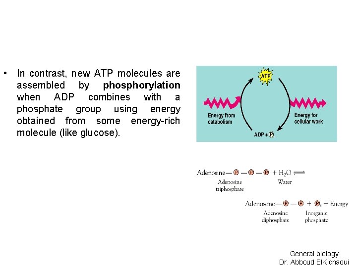  • In contrast, new ATP molecules are assembled by phosphorylation when ADP combines