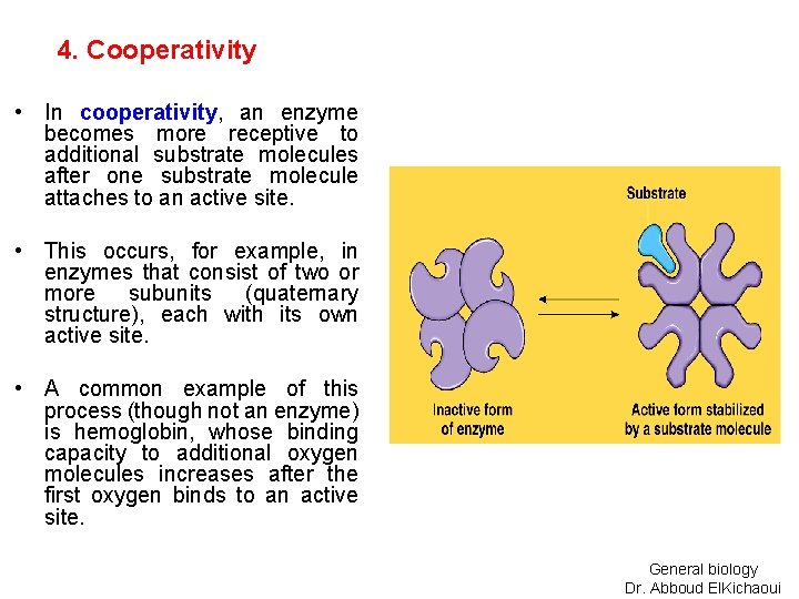 4. Cooperativity • In cooperativity, an enzyme becomes more receptive to additional substrate molecules