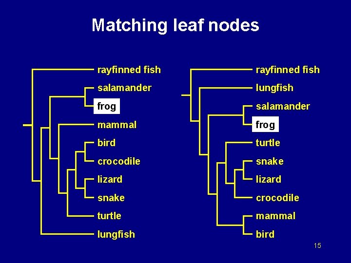 Matching leaf nodes rayfinned fish salamander lungfish frog salamander mammal frog bird turtle crocodile