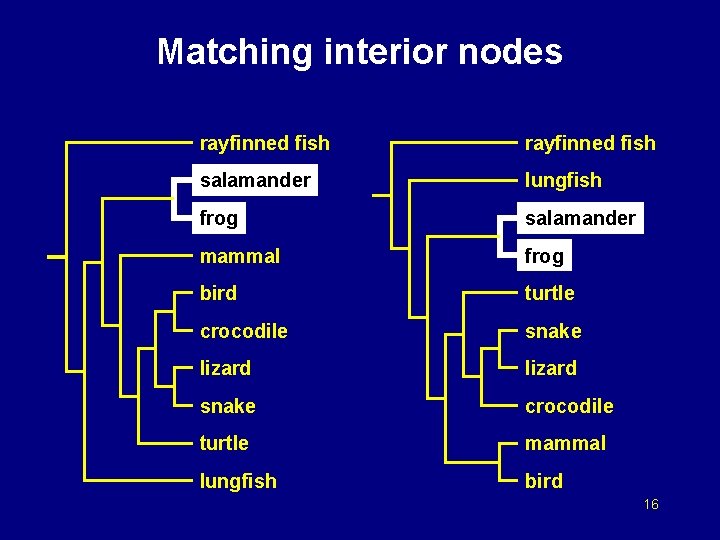 Matching interior nodes rayfinned fish salamander lungfish frog salamander mammal frog bird turtle crocodile