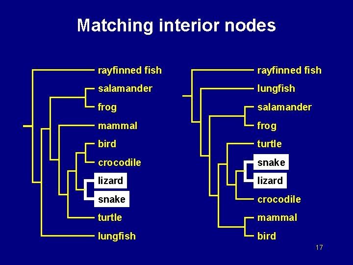 Matching interior nodes rayfinned fish salamander lungfish frog salamander mammal frog bird turtle crocodile