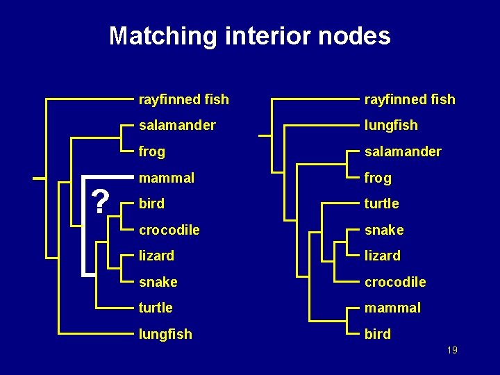 Matching interior nodes ? rayfinned fish salamander lungfish frog salamander mammal frog bird turtle