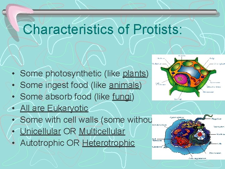 Characteristics of Protists: • • Some photosynthetic (like plants) Some ingest food (like animals)