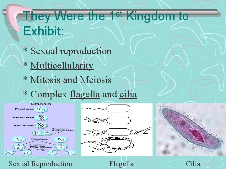 They Were the 1 st Kingdom to Exhibit: * Sexual reproduction * Multicellularity *