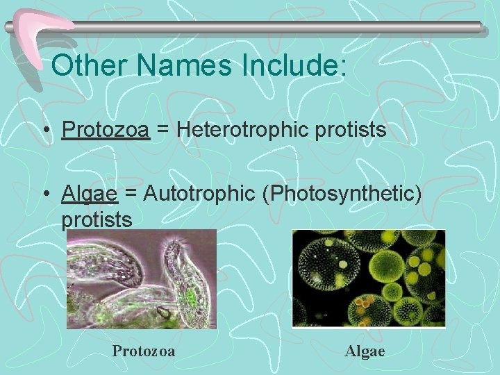 Other Names Include: • Protozoa = Heterotrophic protists • Algae = Autotrophic (Photosynthetic) protists