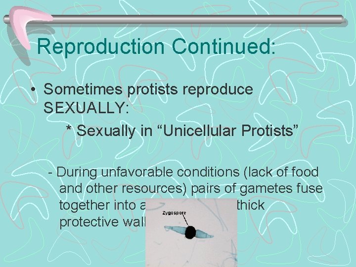 Reproduction Continued: • Sometimes protists reproduce SEXUALLY: * Sexually in “Unicellular Protists” - During