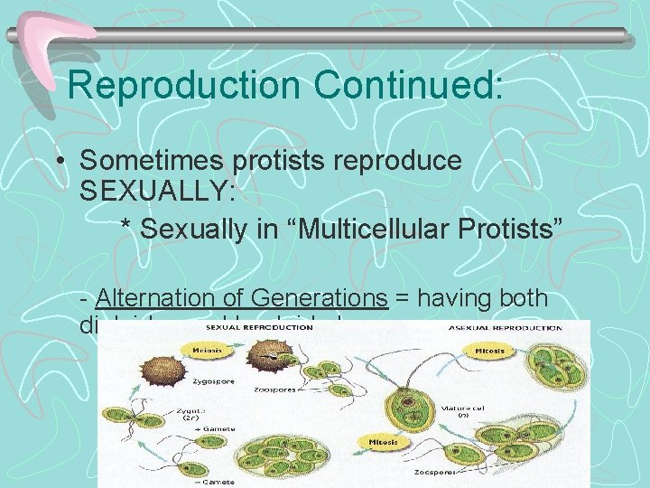 Reproduction Continued: • Sometimes protists reproduce SEXUALLY: * Sexually in “Multicellular Protists” - Alternation