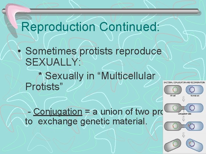 Reproduction Continued: • Sometimes protists reproduce SEXUALLY: * Sexually in “Multicellular Protists” - Conjugation