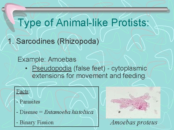 Type of Animal-like Protists: 1. Sarcodines (Rhizopoda) Example: Amoebas • Pseudopodia (false feet) -