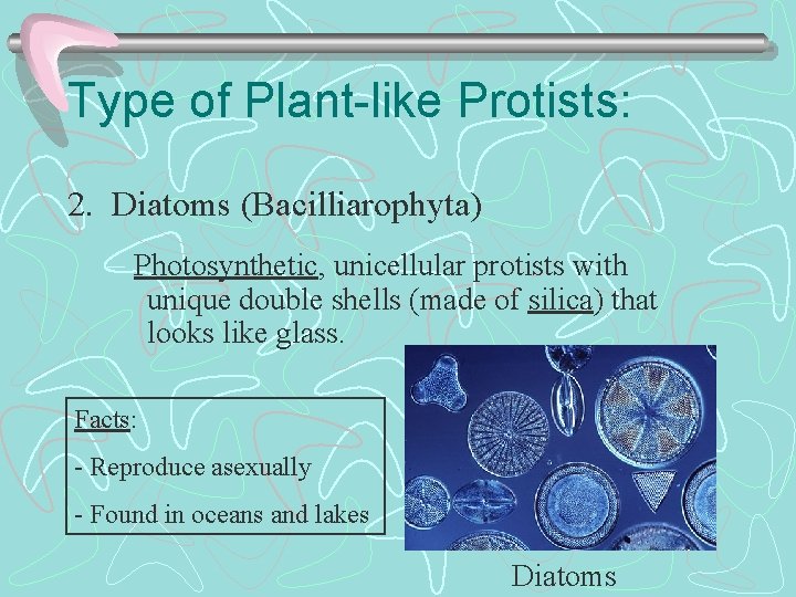 Type of Plant-like Protists: 2. Diatoms (Bacilliarophyta) – Photosynthetic, unicellular protists with unique double