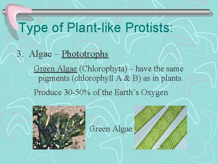 Type of Plant-like Protists: 3. Algae – Phototrophs – Green Algae (Chlorophyta) – have