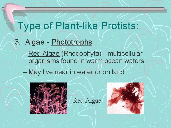 Type of Plant-like Protists: 3. Algae - Phototrophs – Red Algae (Rhodophyta) - multicellular
