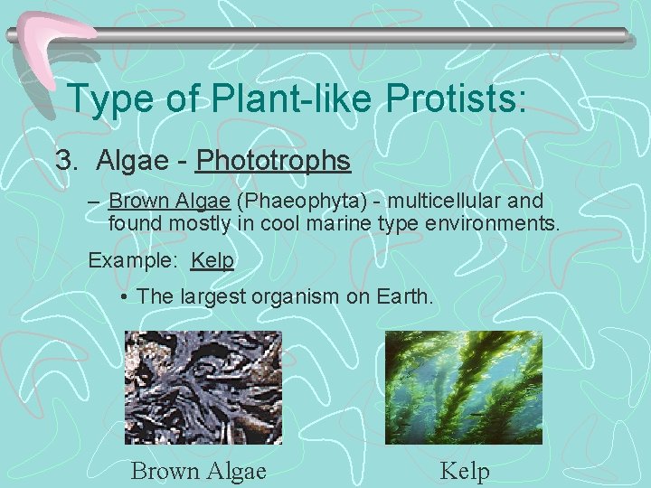Type of Plant-like Protists: 3. Algae - Phototrophs – Brown Algae (Phaeophyta) - multicellular