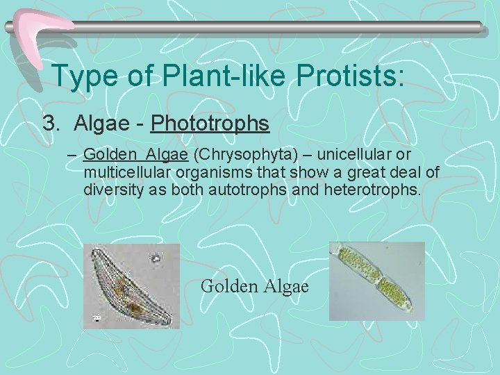 Type of Plant-like Protists: 3. Algae - Phototrophs – Golden Algae (Chrysophyta) – unicellular