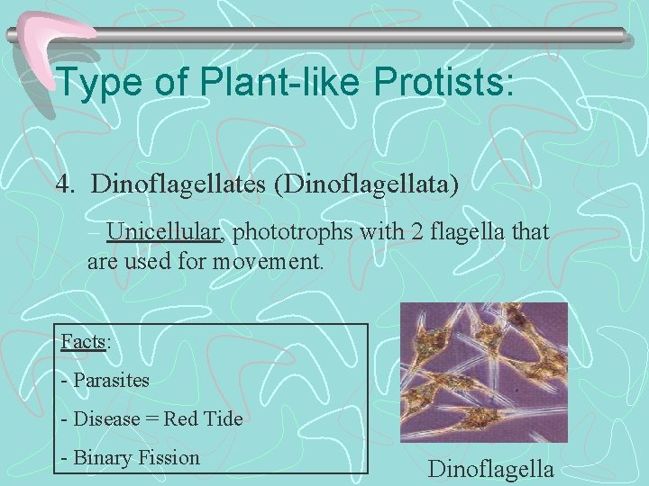 Type of Plant-like Protists: 4. Dinoflagellates (Dinoflagellata) – Unicellular, phototrophs with 2 flagella that