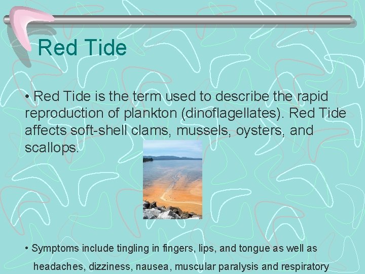 Red Tide • Red Tide is the term used to describe the rapid reproduction