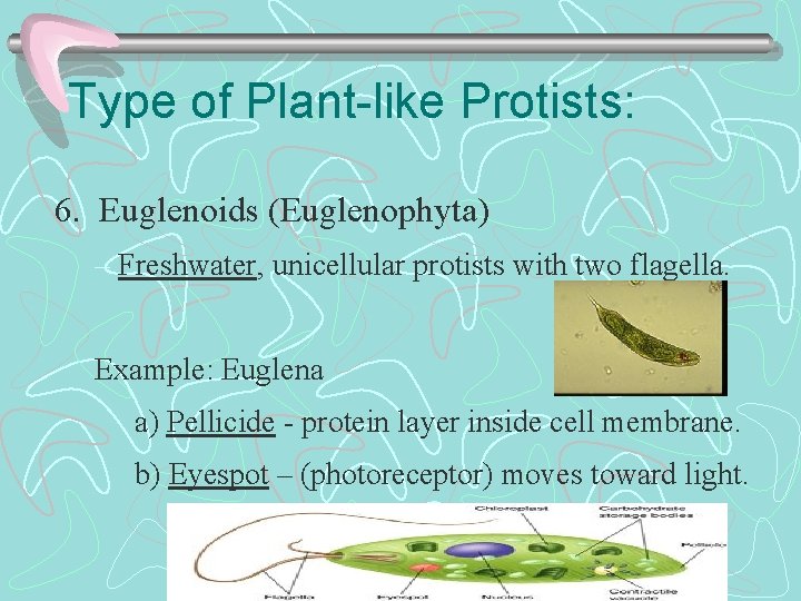 Type of Plant-like Protists: 6. Euglenoids (Euglenophyta) – Freshwater, unicellular protists with two flagella.