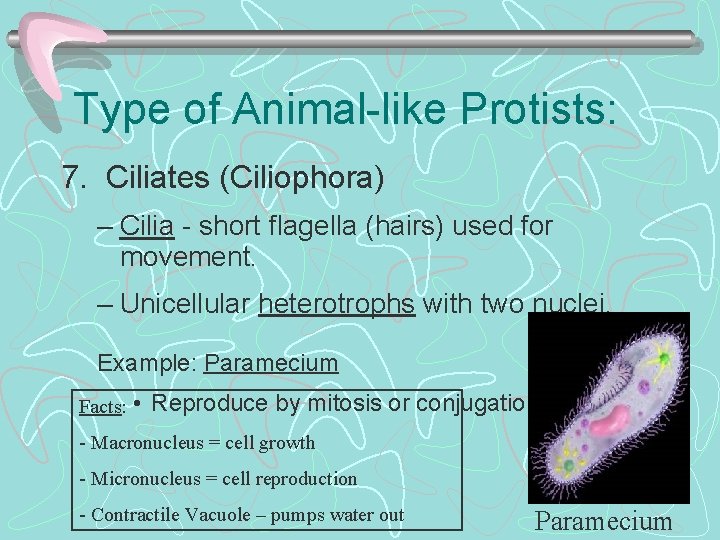 Type of Animal-like Protists: 7. Ciliates (Ciliophora) – Cilia - short flagella (hairs) used