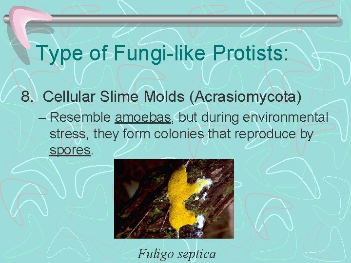 Type of Fungi-like Protists: 8. Cellular Slime Molds (Acrasiomycota) – Resemble amoebas, but during