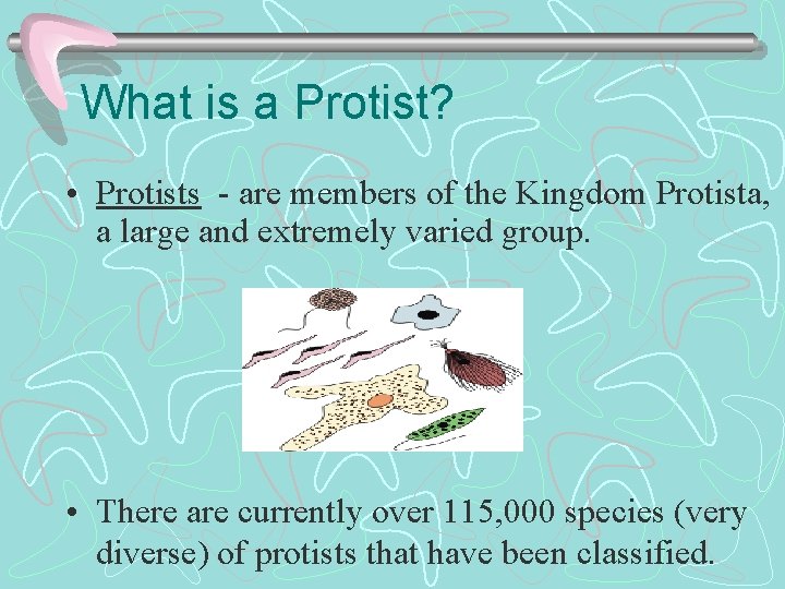What is a Protist? • Protists - are members of the Kingdom Protista, a